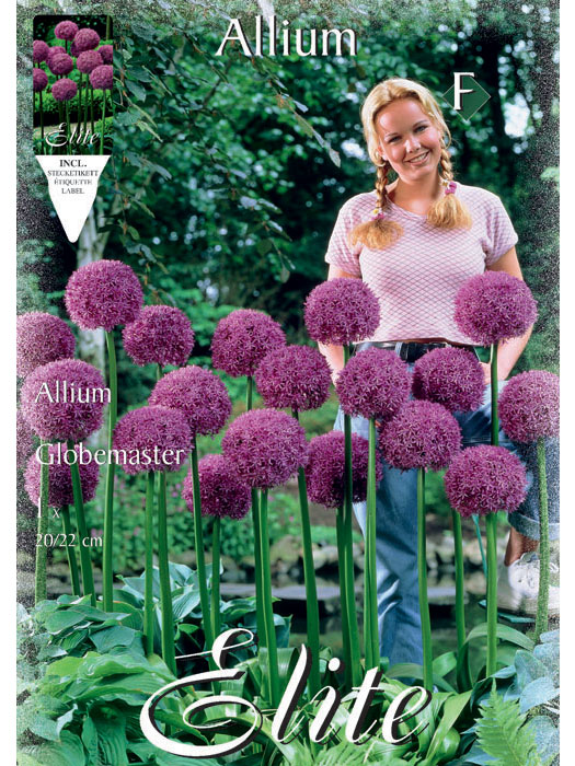 Allium 'Globemaster' (Art.Nr. 596306)