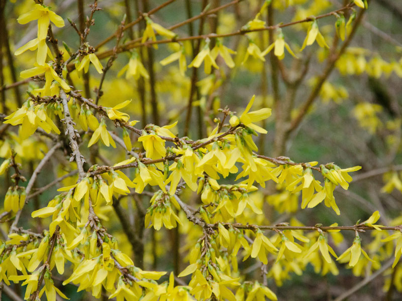 Forsythia intermedia Spectabilis, Goldglöckchen, Forsythie