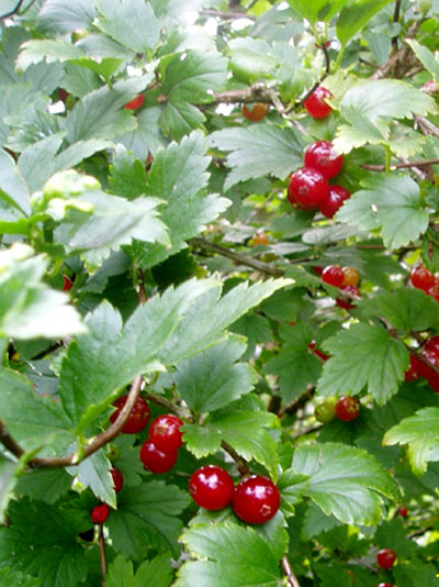 Ribes alpinum, Alpenjohannisbeere