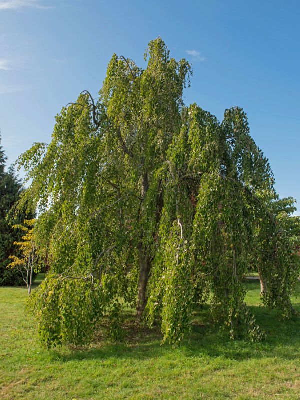 Cercidiphyllum japonicum 'Pendulum', Hängender Katsurabaum - Hochstamm