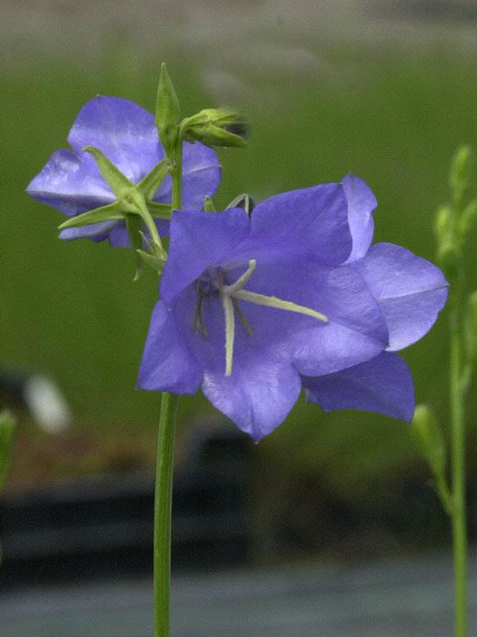 Campanula persicifolia 'Grandiflora Caerulea', Pfirsichblättrige Glockenblume