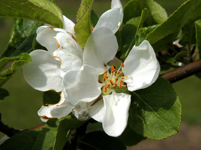 Malus 'Red Sentinel', Zierapfel