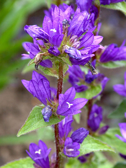 Campanula glomerata 'Dahurica', Hohe Knäuelglockenblume, Gartenglockenblume