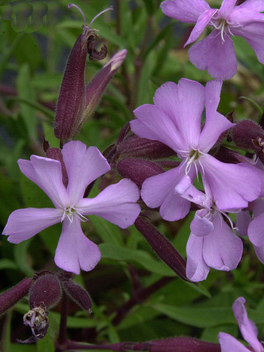 Saponaria x lempergii 'Max Frei', Sommer-Seifenkraut