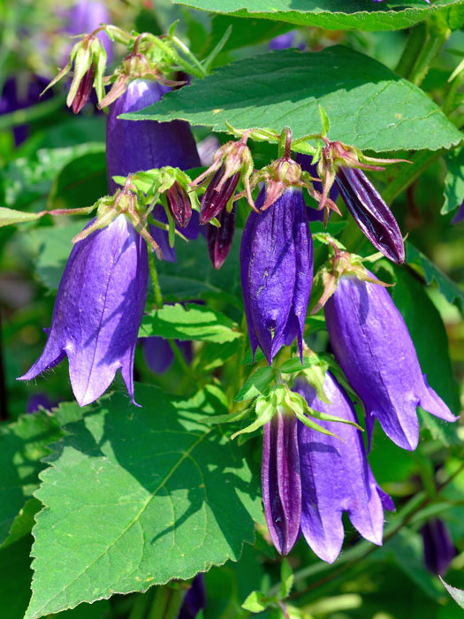 Campanula punctata 'Sarastro' (M), Gepunktete Glockenblume