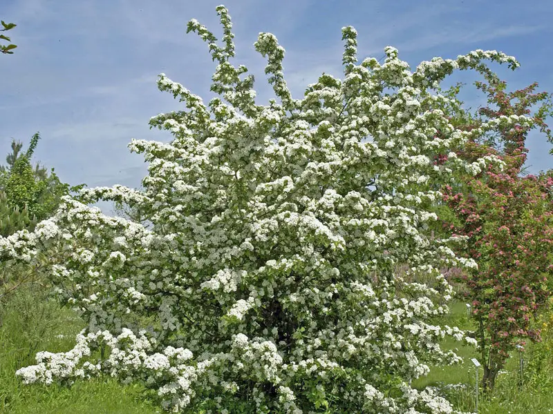 Crataegus monogyna in Bluete