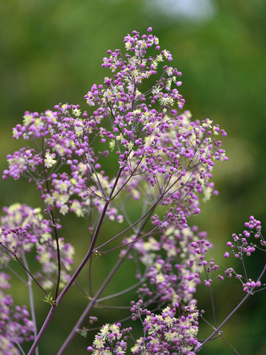 Thalictrum rochebrunianum 'Elin', Prächtige Wiesenraute