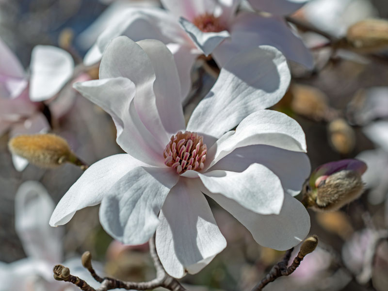 Magnolia loebneri 'Merrill', Magnolie - Hochstamm