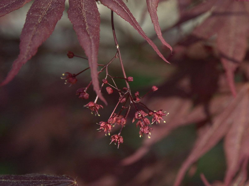 Blüte des Fächerahonrs Bloodgood