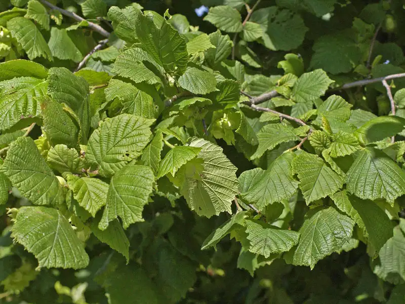 Corylus avellana, Haselnuss, Waldhasel