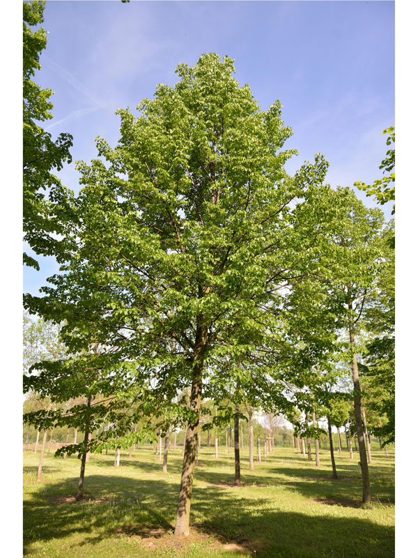 Tilia cordata 'Greenspire', Winterlinde - Hochstamm