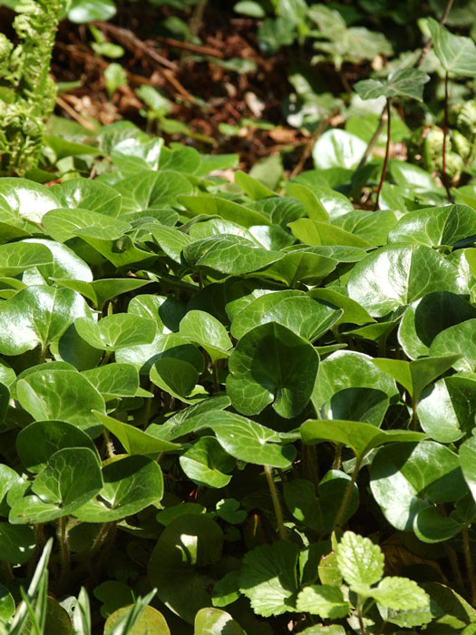 Asarum europaeum, Haselwurz, gewöhnliche Haselwurz