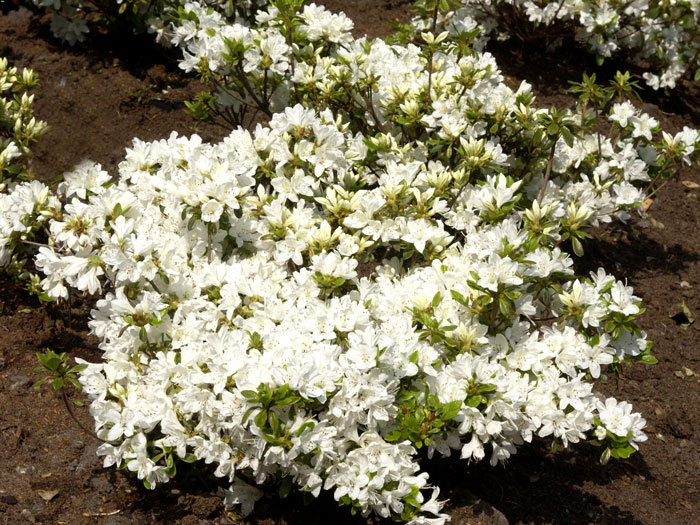 Rhododendron obtusum 'Kermesina Alba', wintergrüne japanische Zwergazalee