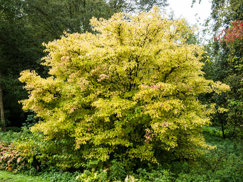 Cornus sanguinea 'Midwinter Fire', Feuer-Hartriegel