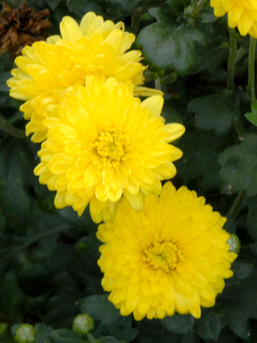 Chrysanthemum x hortorum 'Citronella', Winteraster, Herbst-Chrysantheme, Gartenchrysantheme