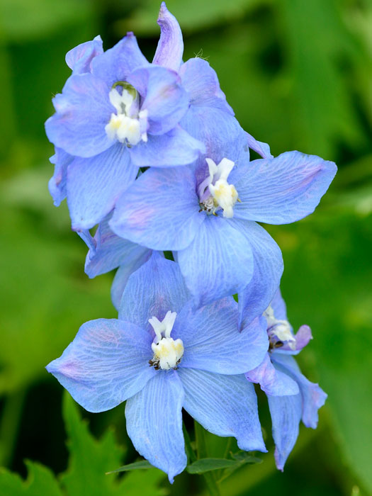 Delphinium elatum 'Sommerwind', Hoher Rittersporn