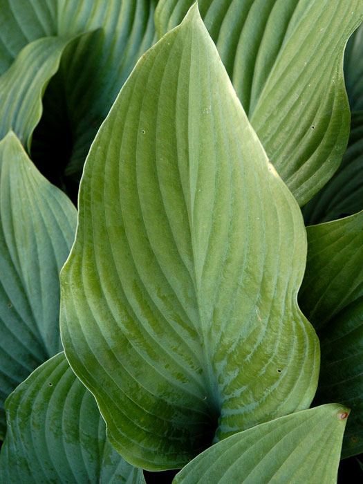 Hosta nigrescens 'Krossa Regal', Große Graublatt-Funkie, Herzblatt-Lilie