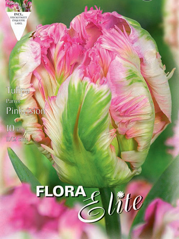 Tulpe Pink Vision