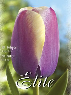 Einfache späte Tulpe 'Atlantis' (Art.Nr. 595340)