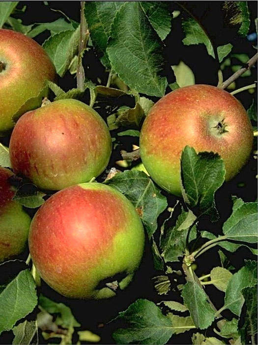 Die schmackhaften Früchte des Apfels 'Alkmene'