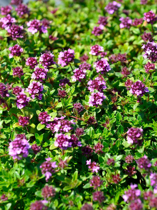 Thymus serpyllum 'Magic Carpet', Sandthymian, Teppich-Thymian