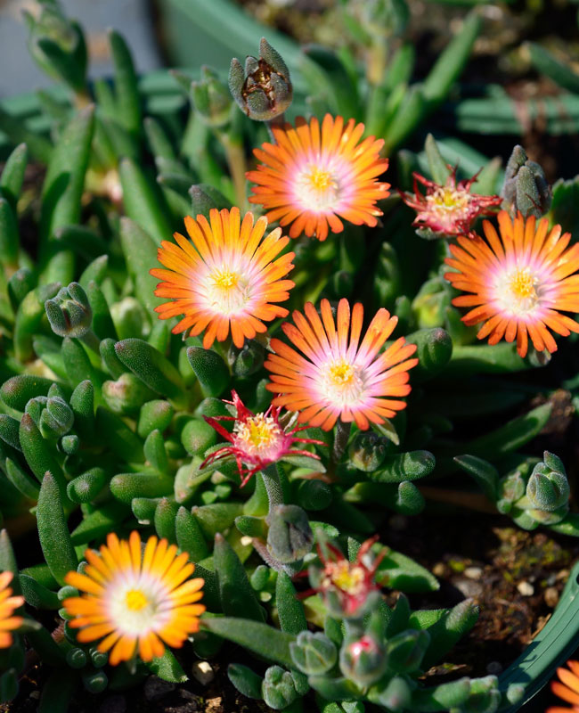 Delosperma Hybride 'Jewel of Desert Topaz', Mittagsblume