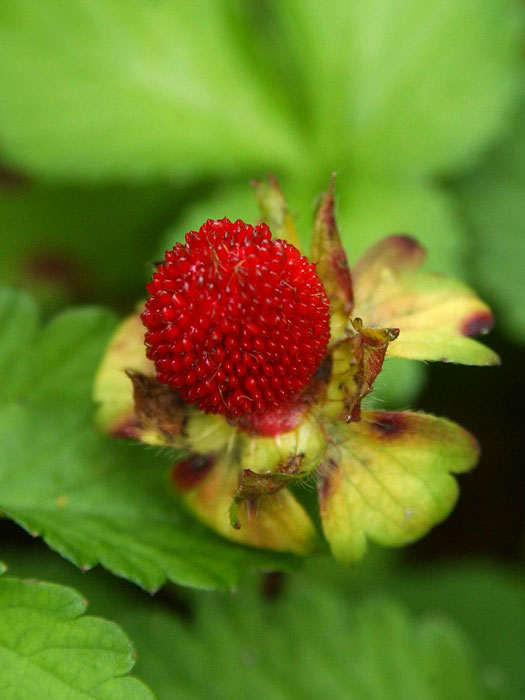 Rote Frucht der Scheinerdbeere