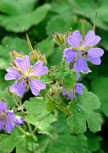 geranium-philippe-vapelle56d6f95fb6194