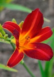 hemerocallis-red-precious56d9922a72881