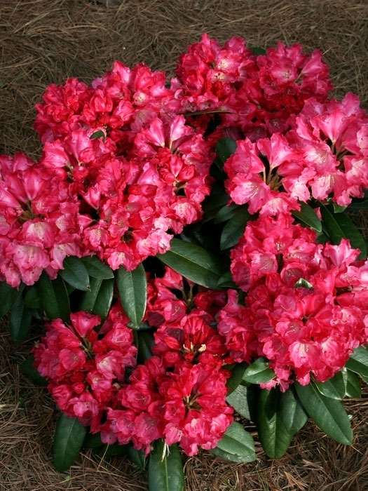 Rhododendron yakushimanum 'Morgenrot'