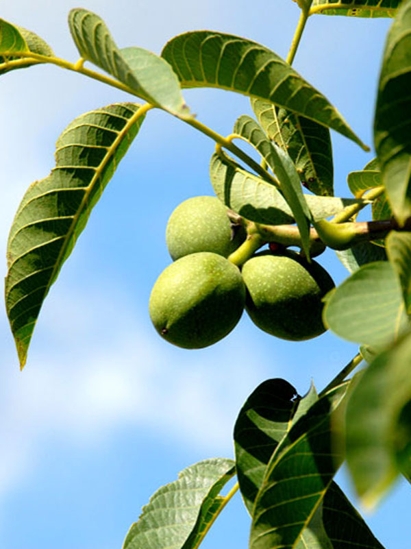 Juglans regia, Walnuss-Sämling