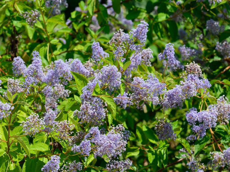 Ceanothus delilianus 'Gloire de Versailles', Blaue Säckelblume