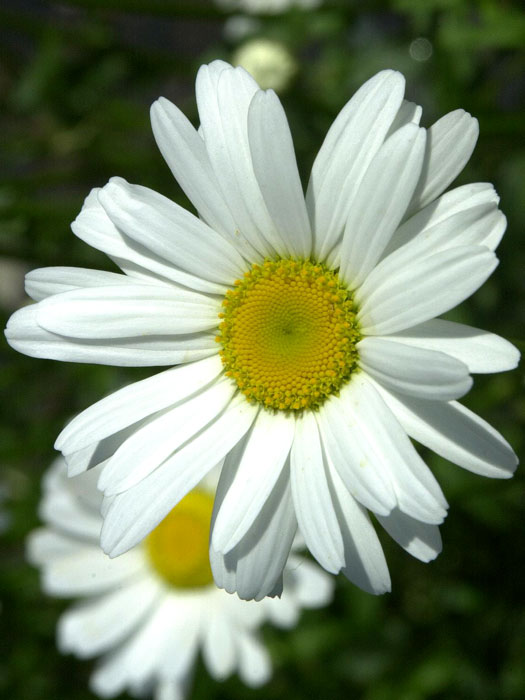 Leucanthemum vulgare 'Maikönigin', Sommer-Margerite, Wiesen-Margerite