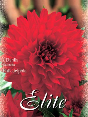 Schmuck-Dahlie 'Philadelphia', Dahlia (Art.Nr. 520184)