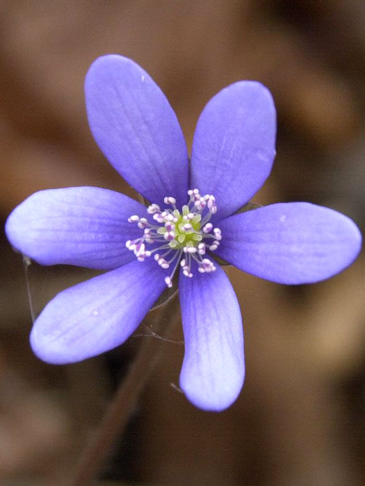 Die Blüte des Leberblümchens