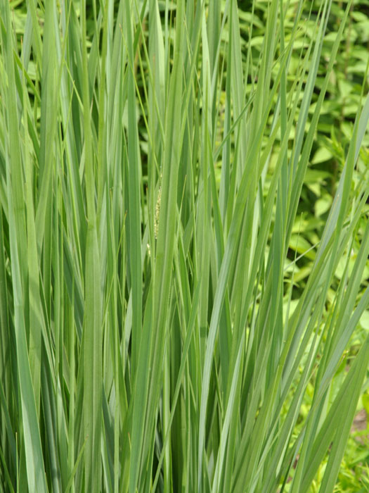 Panicum virgatum 'Northwind', Riesen-Ruten-Hirse, Zier-Hirse