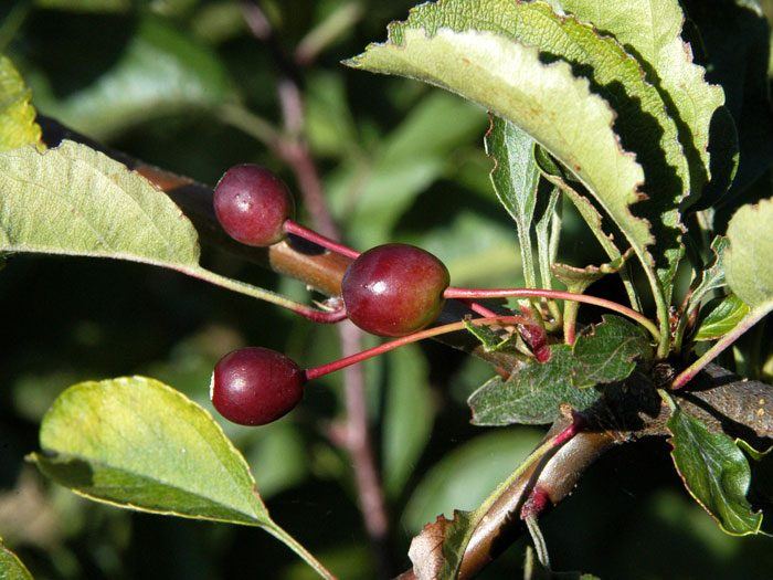 Zierapfel Tina Frucht