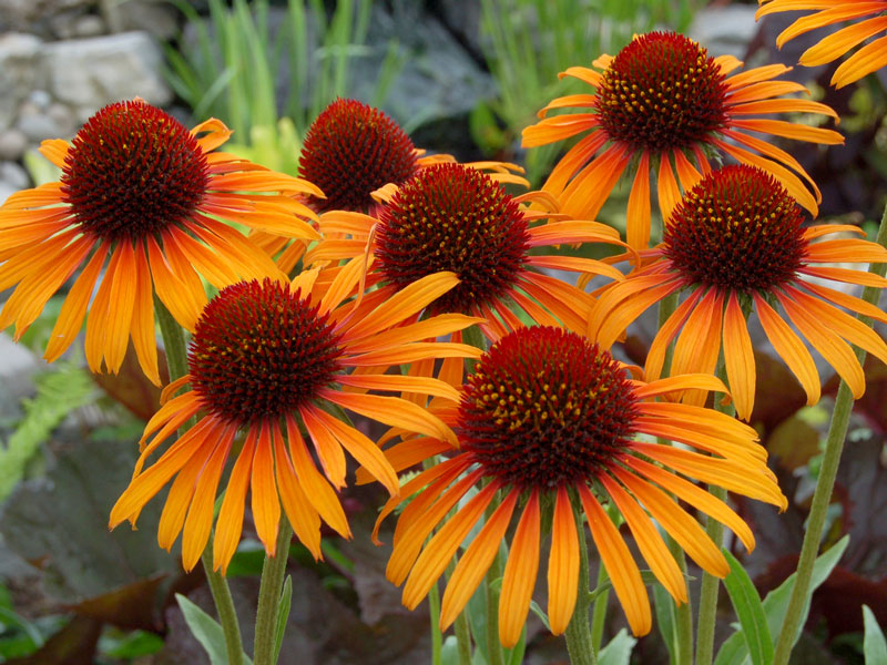 Echinacea purpurea 'Flame Thrower' von TerraNova, Scheinsonnenhut