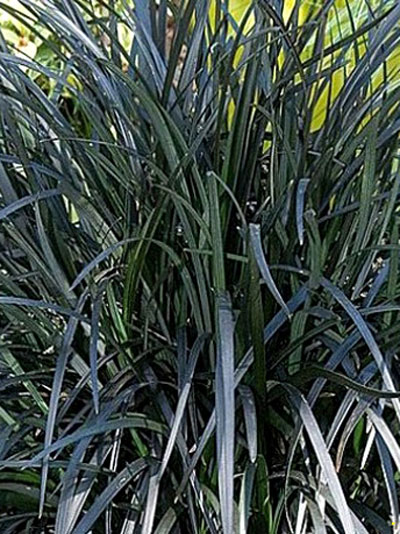 Ophiopogon planiscapus 'Black Beard', Schlangenbart, schwarzer Gartenschlangenbart