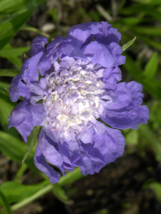 Scabiosa caucasica 'Stäfa', Blaue Scabiose, Blaue Witwenblume