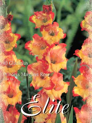 Großblumige Gladiole 'Princess Margaret Rose', Gladiolus (Art.Nr. 521302)