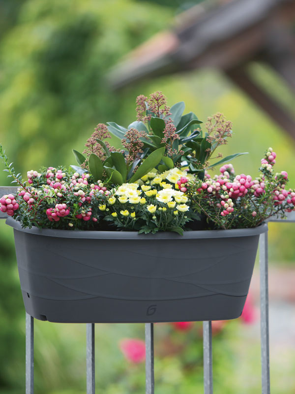 Blumenkasten Maya auf dem Balkon