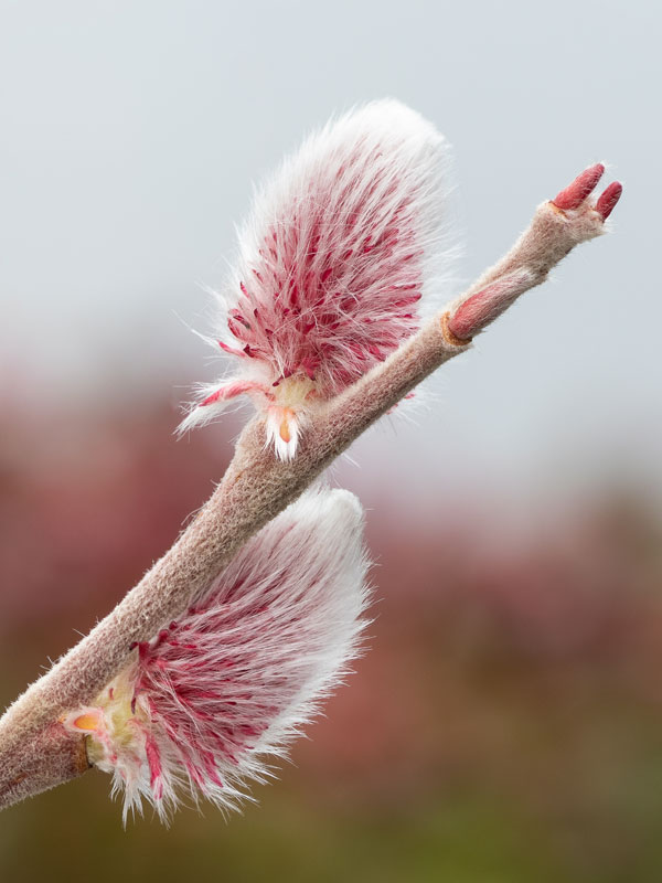 Salix gracilistyla 'Mount Aso', Rosa Salweide