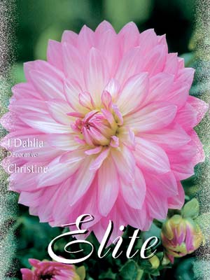 Schmuck-Dahlie 'Christine', Dahlia (Art.Nr. 520136)