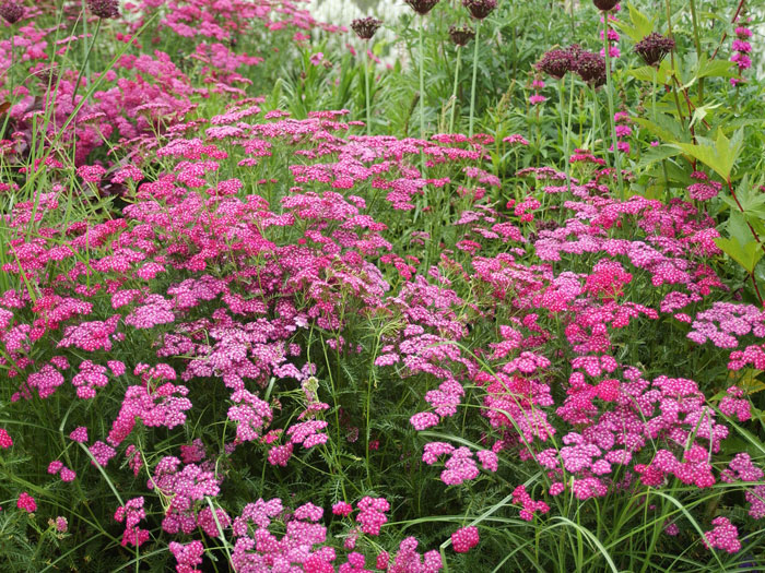 Achillea millefolium 'Cerise Queen', Schafgarbe