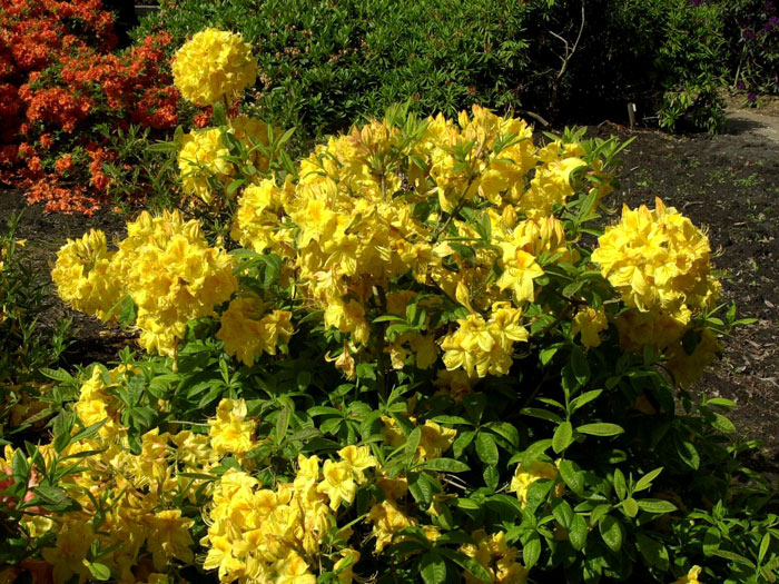 Rhododendron luteum 'Golden Sunset', sommergrüne japanische Gartenazalee