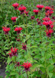 monarda-gardenview56d96ad2b0390