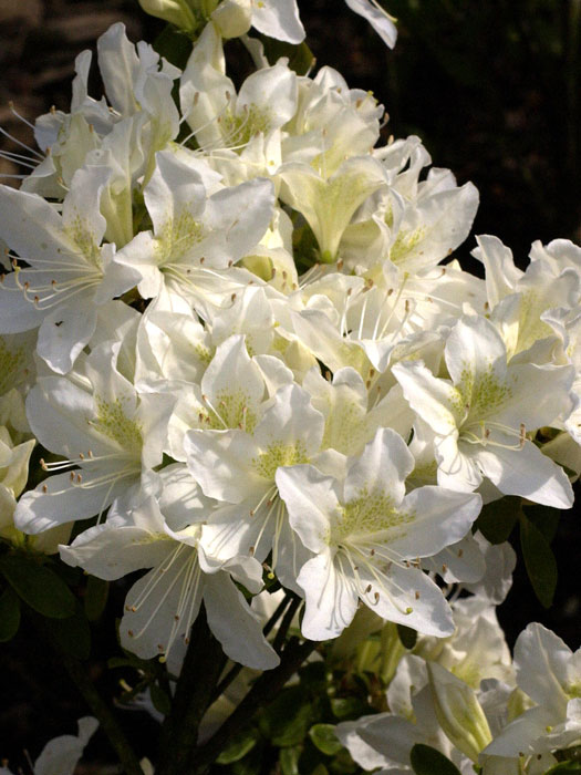 Rhododendron obtusum 'Palestrina', wintergrüne japanische Gartenazalee