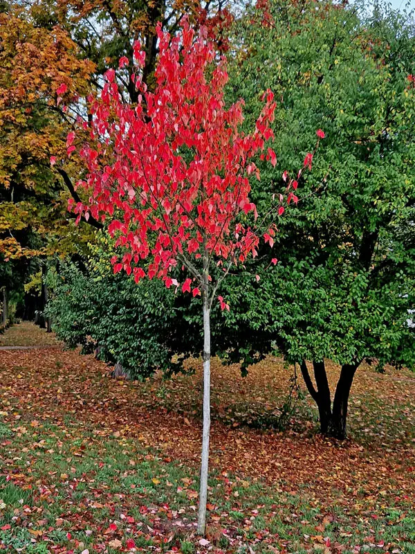 Acer capillipes, Roter Schlangenhaut-Ahorn - Hochstamm