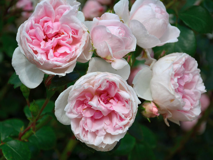 Blüten der Rose Cinderella